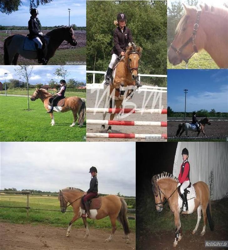 Anden særlig race Safir(Du er i mit hjert  billede 19