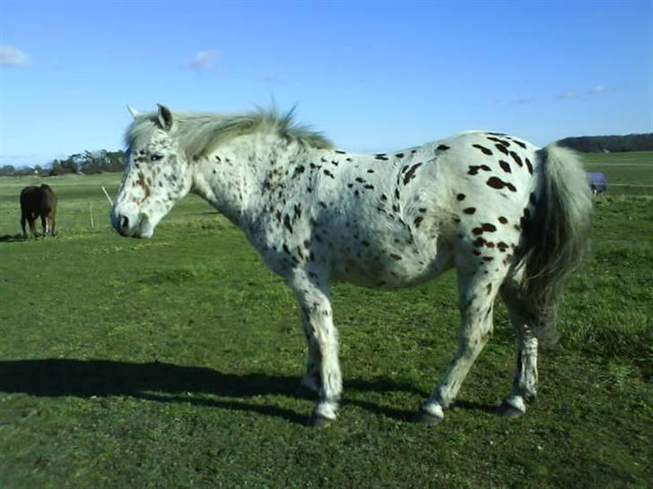 Anden særlig race Jack. - Han var sin helt egen.  billede 5