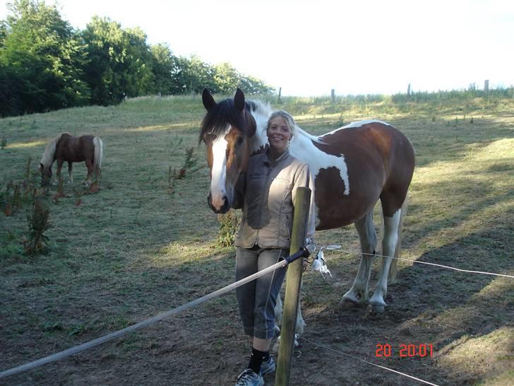 Pinto Quickstep Cody billede 2