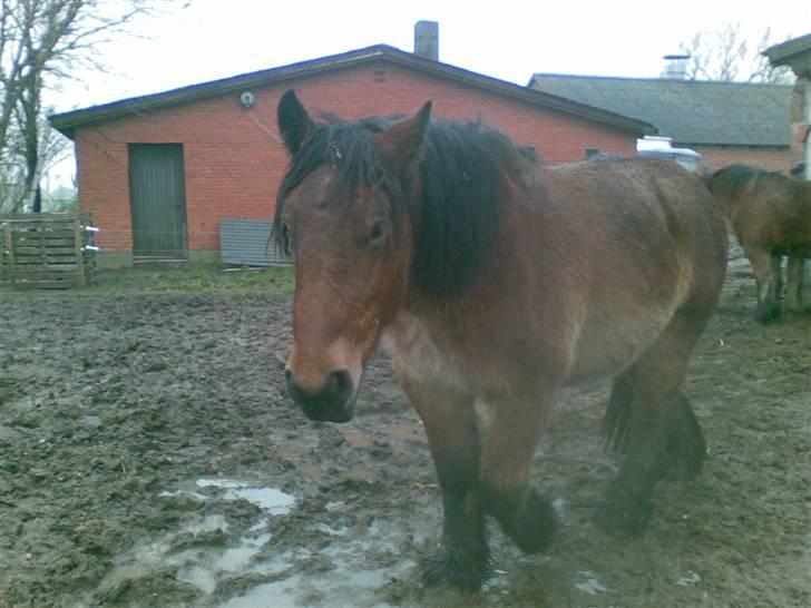 Belgier Musse *Aflivet* - .nu kommer jeg i: billede 14