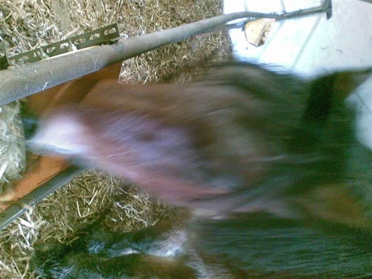 Belgier Musse *Aflivet* - .mad! til maven, jeg var faktisk sulten d; billede 15