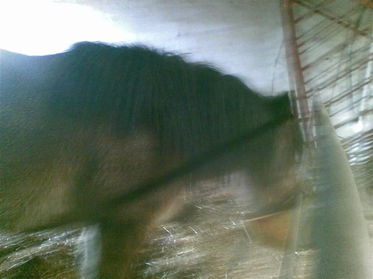 Belgier Musse *Aflivet* - .nam nam, d;! billede 16