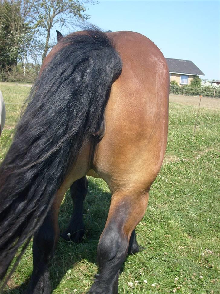 Belgier Musse *Aflivet* - T H E E N D ! billede 17