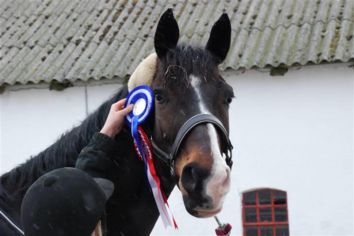 Dansk Varmblod sø-gårds afrodite solgt. billede 17