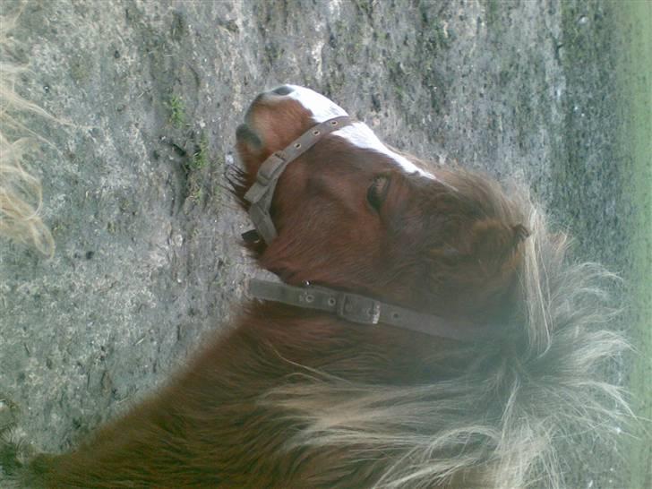 Shetlænder Cirkeline  - .vinterpelsen, d; billede 10