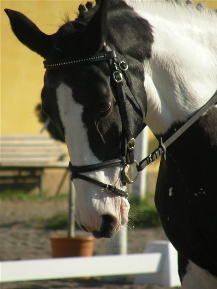 Pinto Gipsy <3 (gamle part <3) - Hun kan bare gå sååh pænt!! xP <3 billede 9