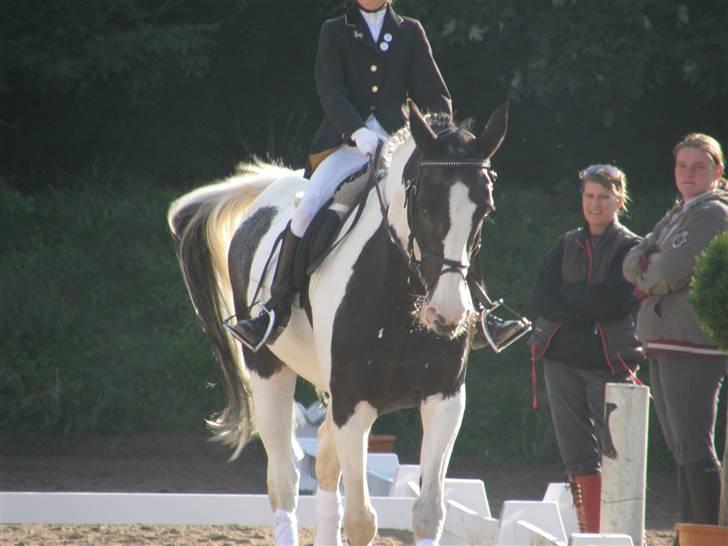 Pinto Gipsy <3 (gamle part <3) - Se hvor fint hun går xD lc1 hvor vi vandt 2 plads  billede 10