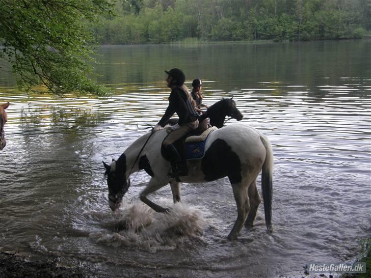 Pinto Gipsy <3 (gamle part <3) - I vandet, hun var sååå sød!!<33 billede 15