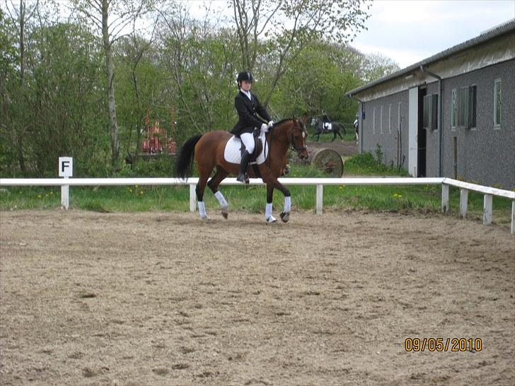 Arabisk fuldblod (OX) Fadjane  SOLGT - 3) til pokal stævne billede 3