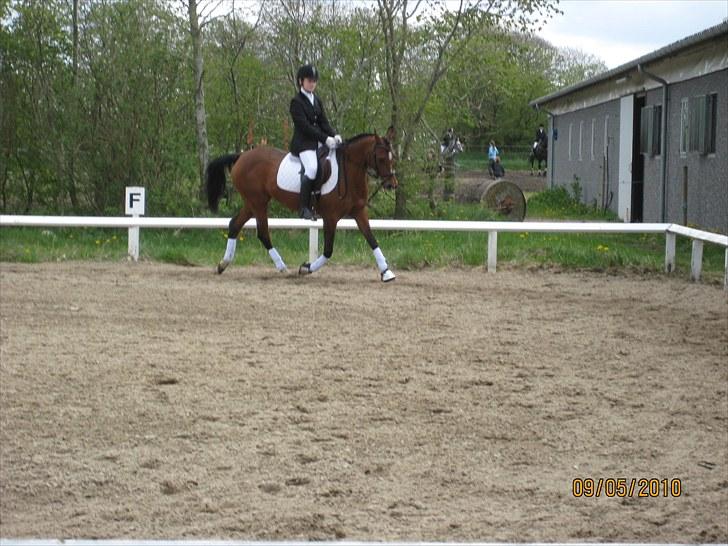 Arabisk fuldblod (OX) Fadjane  SOLGT - 4) til pokal stævne hvor jeg fik en 4. plads  billede 4