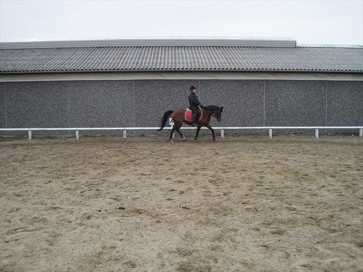 Arabisk fuldblod (OX) Fadjane  SOLGT - 6)   billede 6