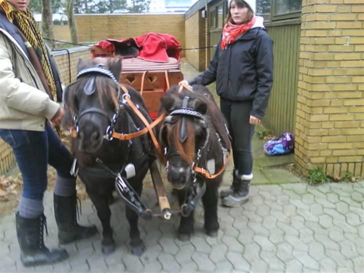 Anden særlig race Blackie *R.I.P*  - -NYT- Blackie og Tulle for vogn billede 17