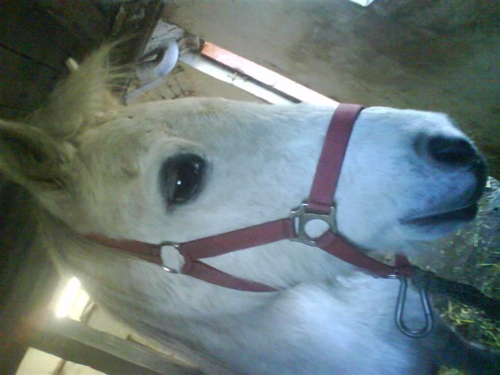 Anden særlig race Bambi - Smuuuukke bambi!<33 billede 2