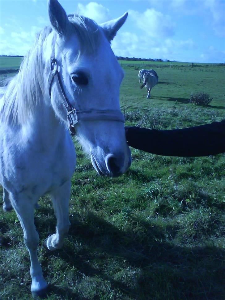 Anden særlig race Bambi - Sofie der trækker bambi<3 billede 3