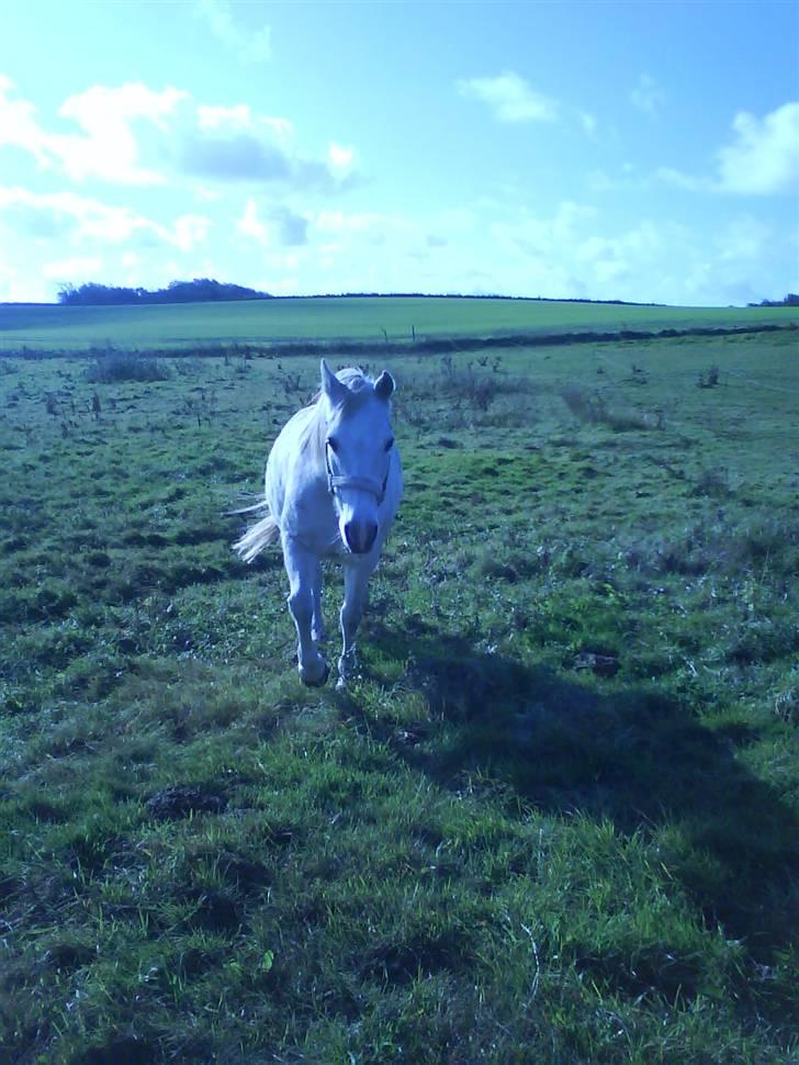 Anden særlig race Bambi - Bambi der kommer hen imod miig<3 billede 4