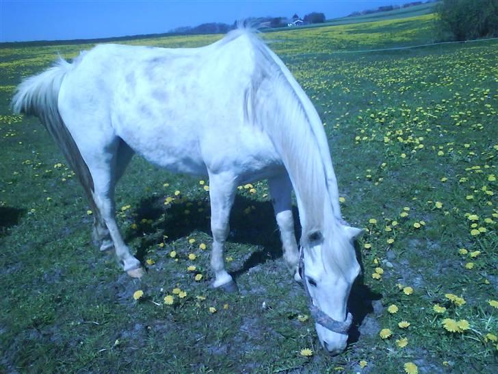 Anden særlig race Bambi - Bambi der græsser<3 billede 5