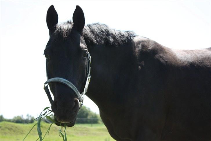 DSP Bethoven af stensnæs B-pony - bimse der spiser græs ;D   billede 9