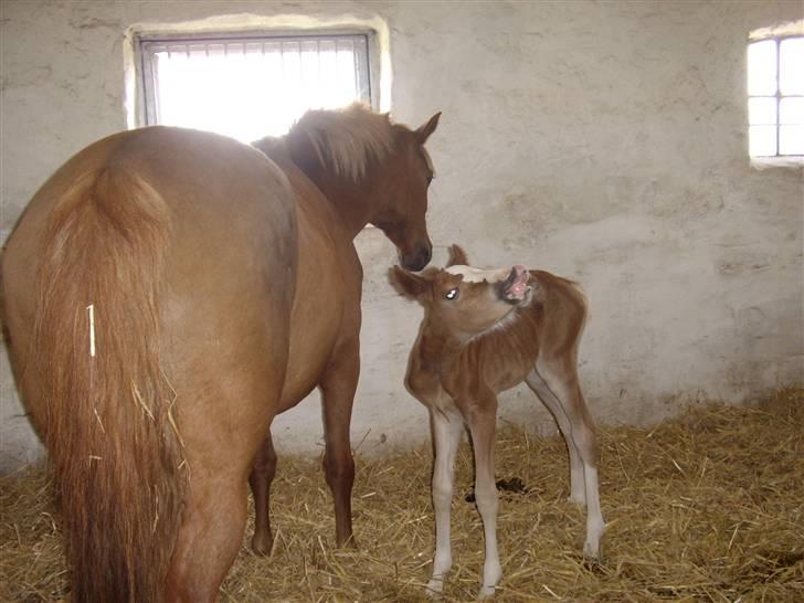 New Forest Krogsgaars Glory *SOLGT* - Glory er lige blevet født, af Jessie. Fotograf; Mig selv (må ikke kopires ) billede 2