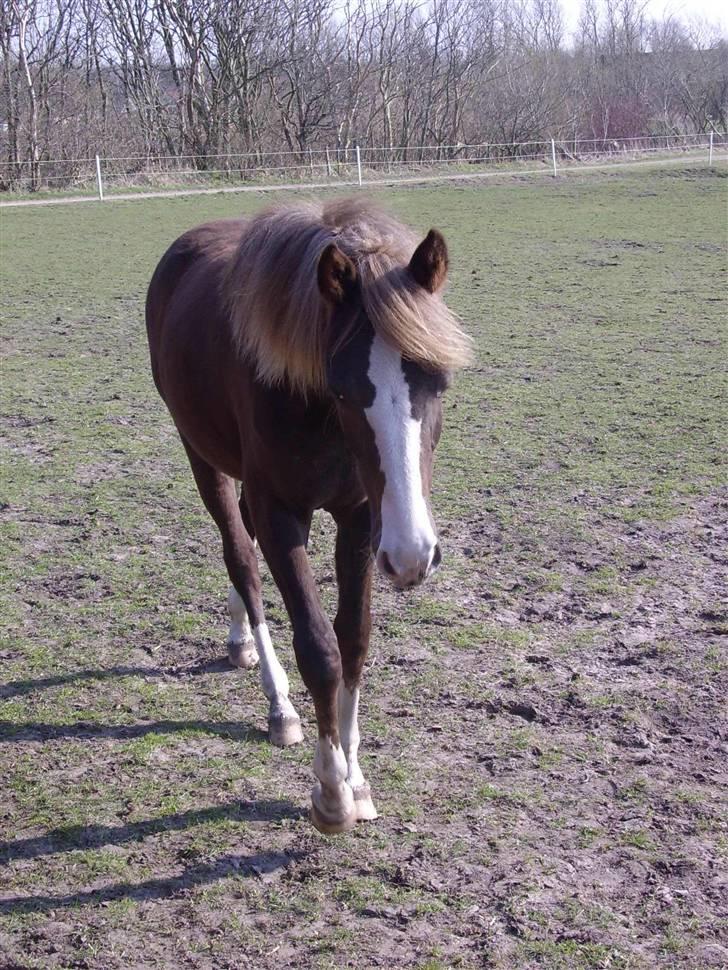 New Forest Krogsgaars Glory *SOLGT* - Glory 2 år gammel. Fotograf; Anne ( må ikke kopires ) billede 3