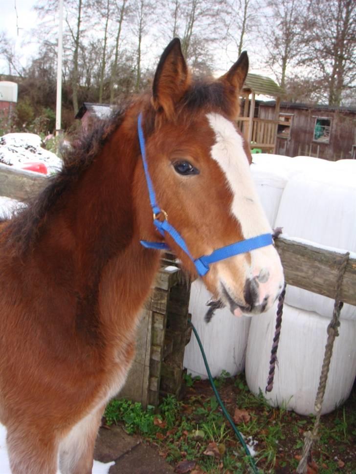 Anden særlig race Umay Be Royal billede 8