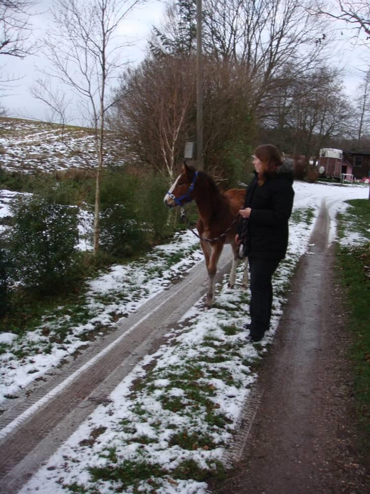 Anden særlig race Umay Be Royal billede 9