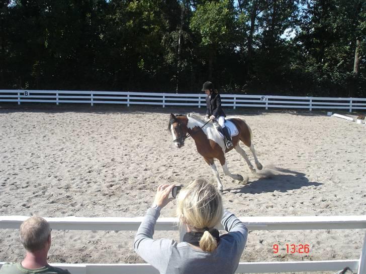 Pinto Quickstep Cody billede 3