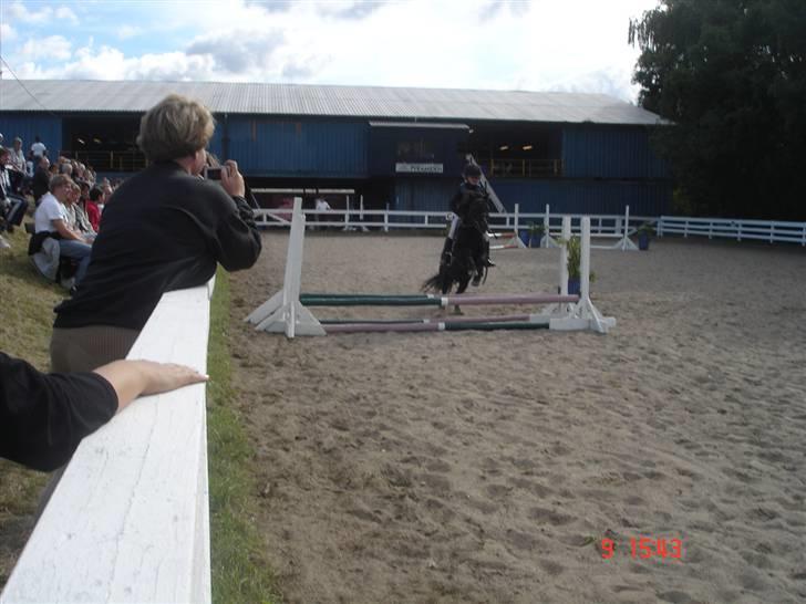 Shetlænder Prins - velkommen til prins profil billede 1