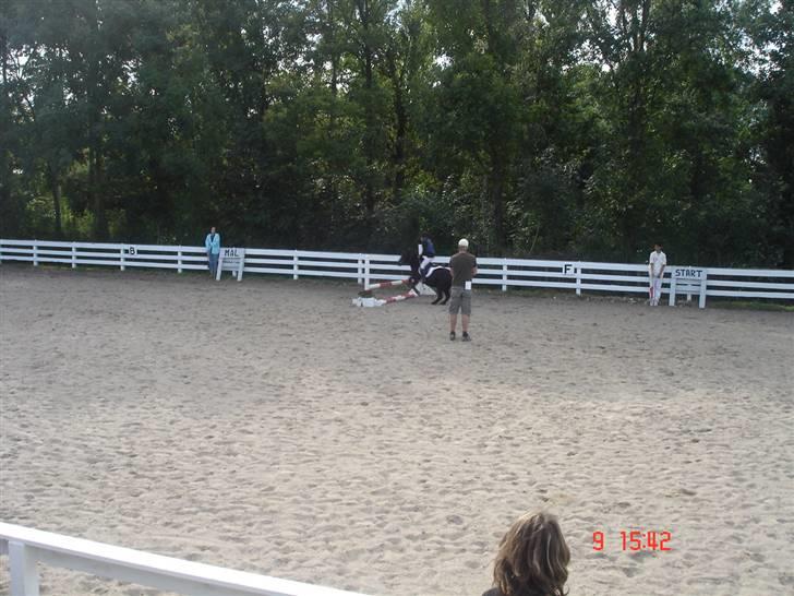 Shetlænder Prins - er han ikke sød billede 2