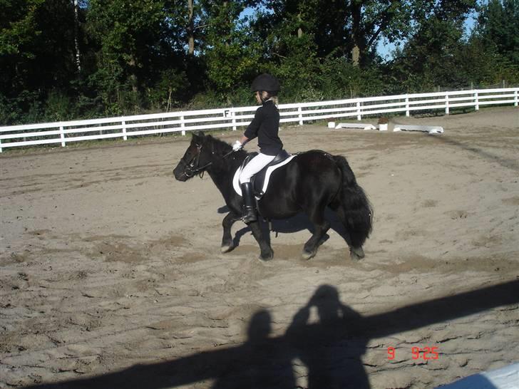 Shetlænder Prins billede 3