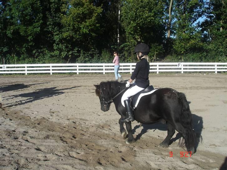 Shetlænder Prins billede 4