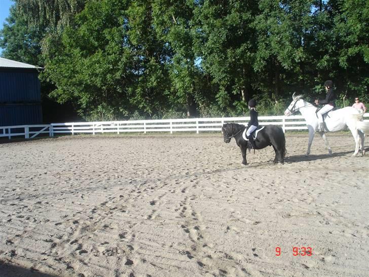 Shetlænder Prins billede 5