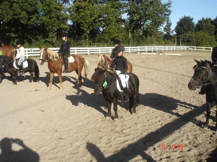 Shetlænder Prins billede 6