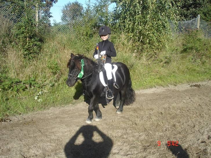 Shetlænder Prins billede 7