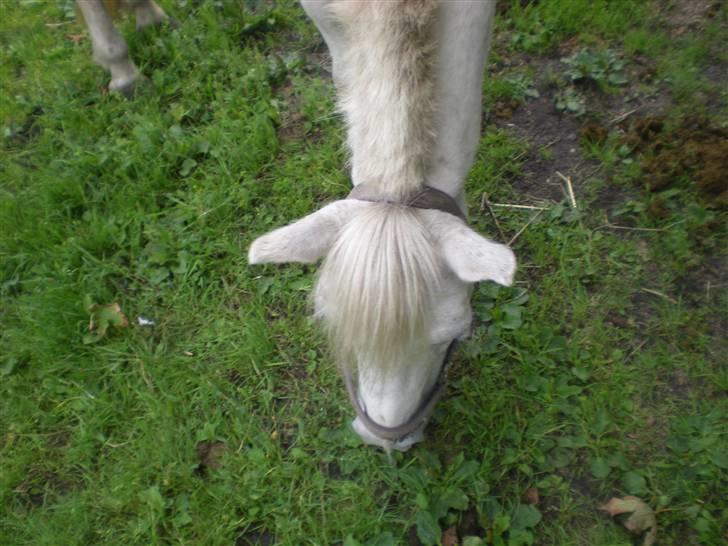 Anden særlig race bonnie billede 6