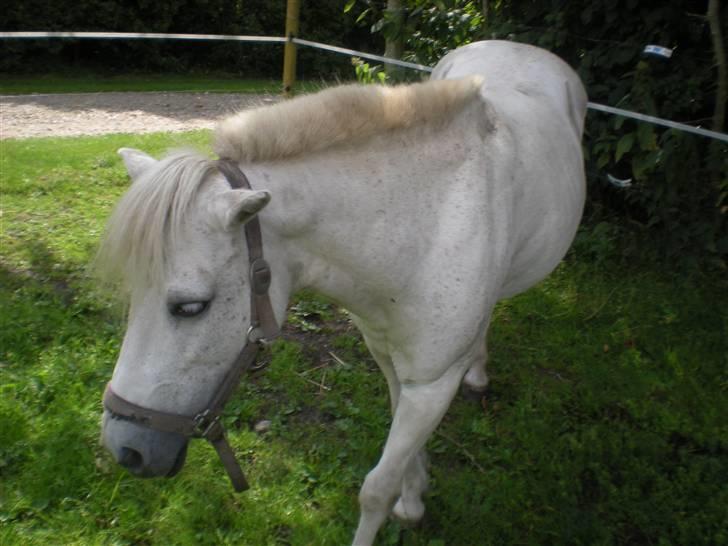 Anden særlig race bonnie billede 7