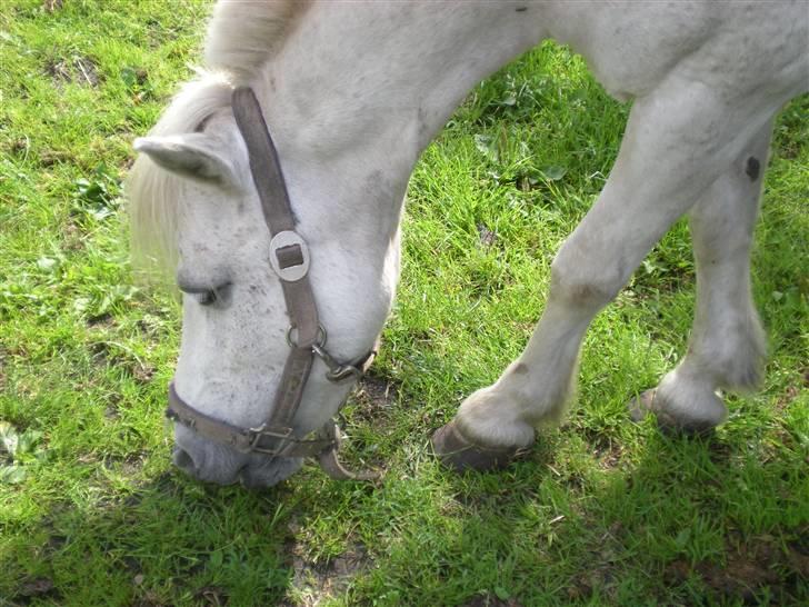 Anden særlig race bonnie billede 8