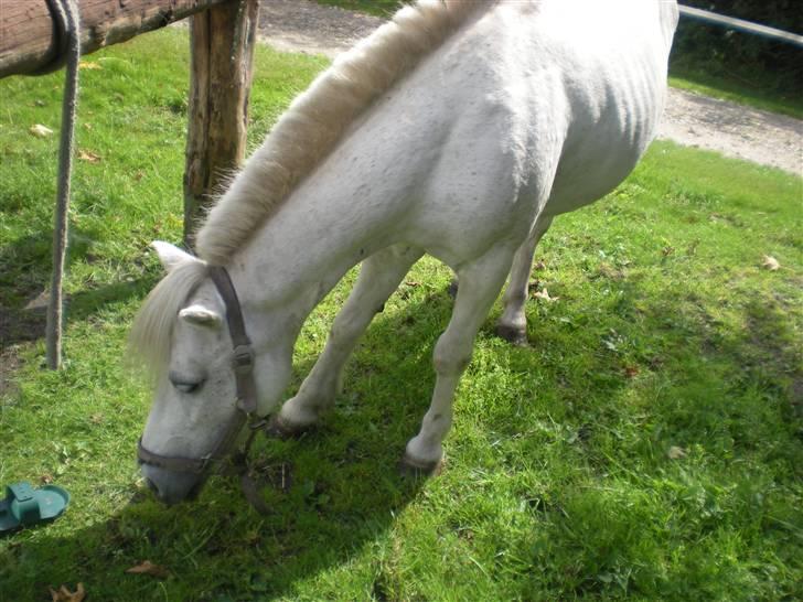 Anden særlig race bonnie billede 9