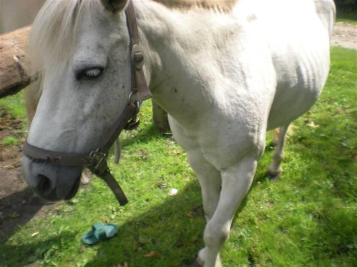 Anden særlig race bonnie billede 10