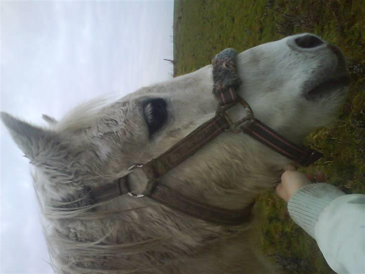 Anden særlig race Bambi - Bambi d. 30 november billede 7