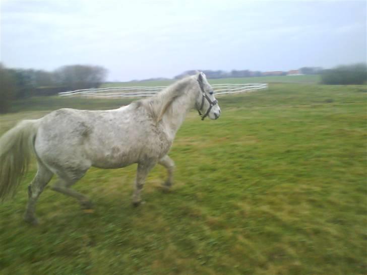 Anden særlig race Bambi - Bambi der traver på marken. billede 8