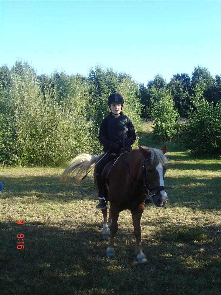 Anden særlig race Jack *AFLIVET SAVNER DIG* billede 1