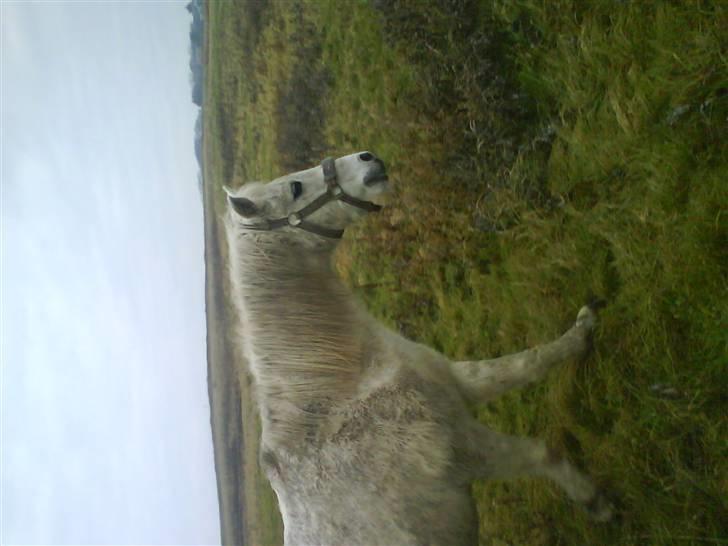 Anden særlig race Bambi - Bambi d. 30 nov. billede 9