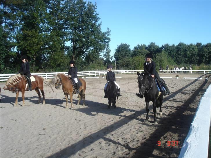 Anden særlig race Jack *AFLIVET SAVNER DIG* billede 2