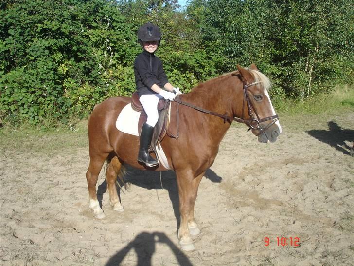 Anden særlig race Jack *AFLIVET SAVNER DIG* billede 3