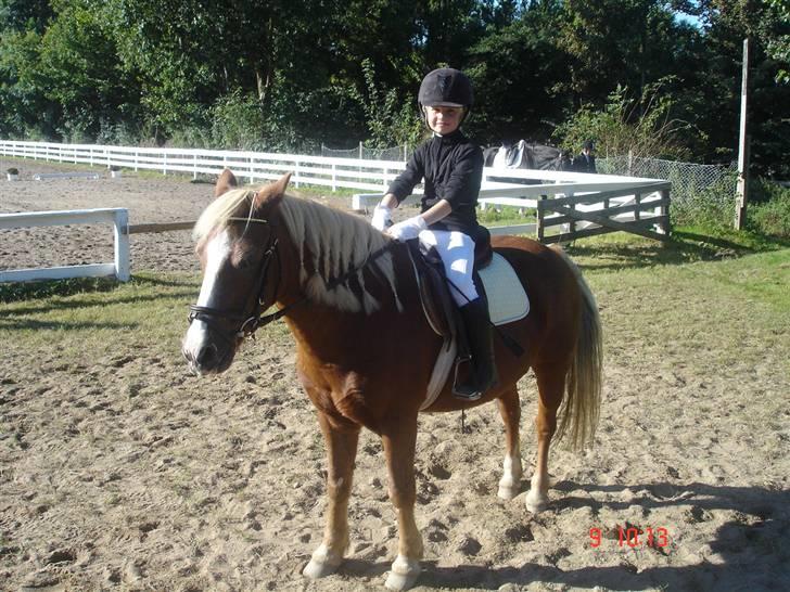 Anden særlig race Jack *AFLIVET SAVNER DIG* billede 4