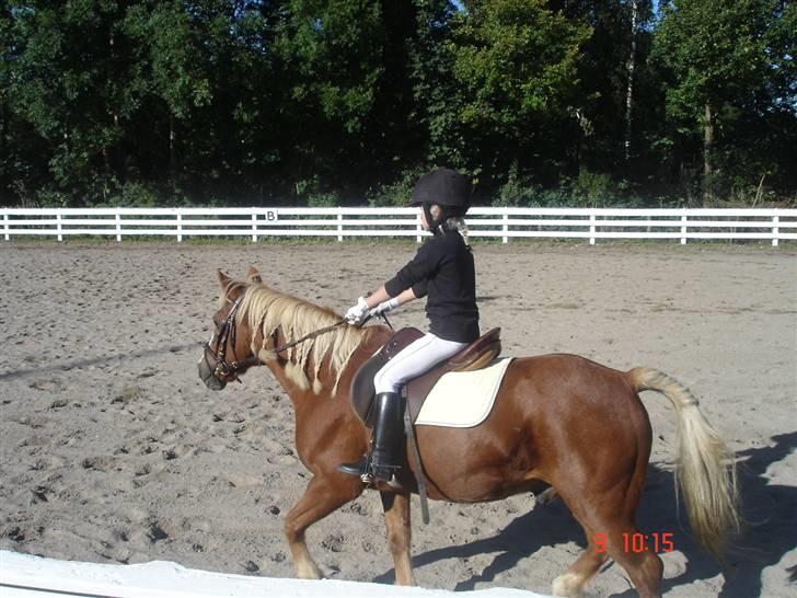 Anden særlig race Jack *AFLIVET SAVNER DIG* billede 5