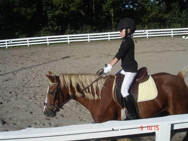 Anden særlig race Jack *AFLIVET SAVNER DIG* billede 6