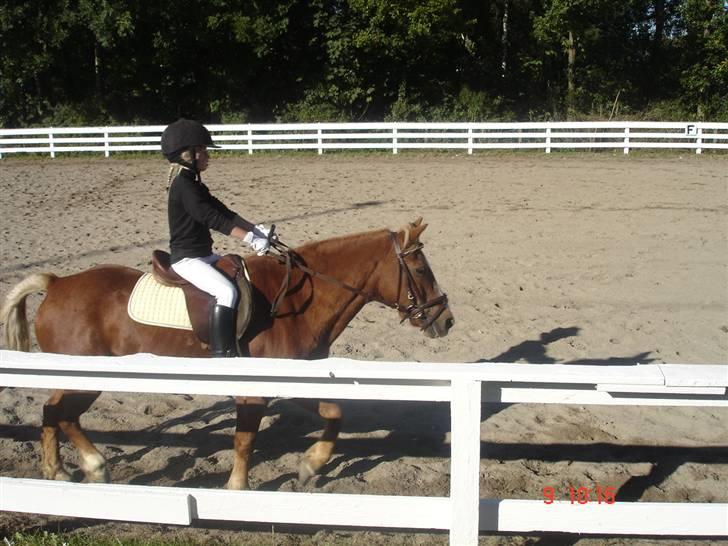 Anden særlig race Jack *AFLIVET SAVNER DIG* billede 7