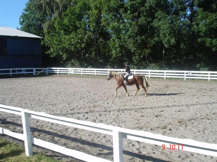 Anden særlig race Jack *AFLIVET SAVNER DIG* billede 8