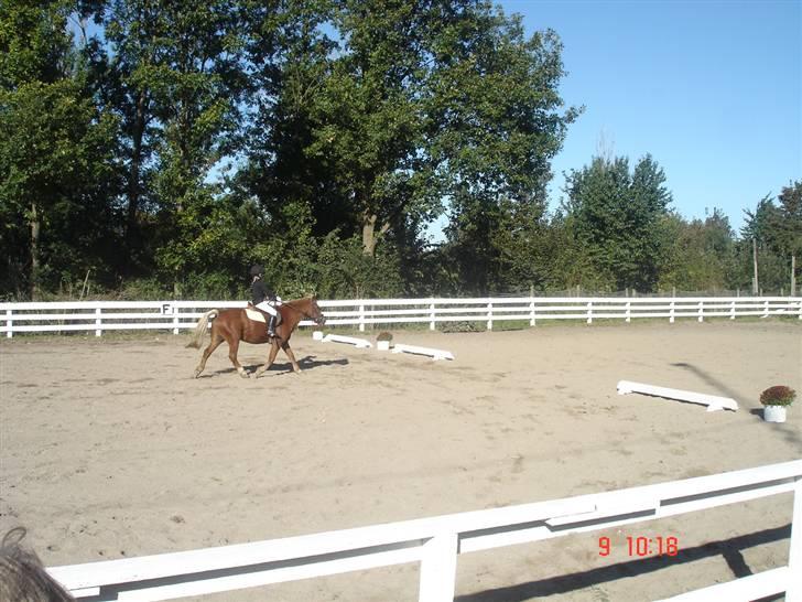 Anden særlig race Jack *AFLIVET SAVNER DIG* billede 9